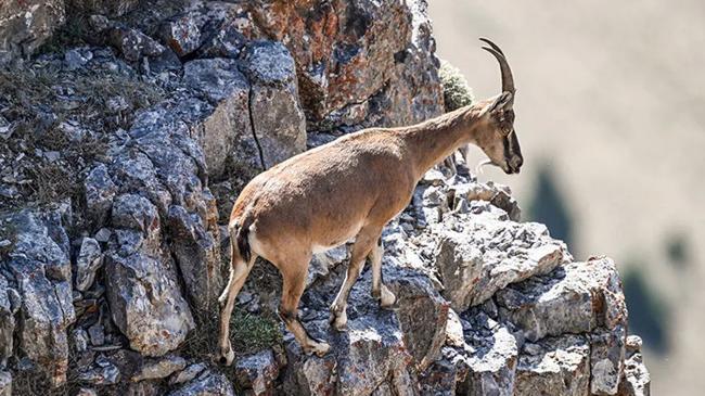 Yaban keçisi avına rekor ceza | Genel Haberler