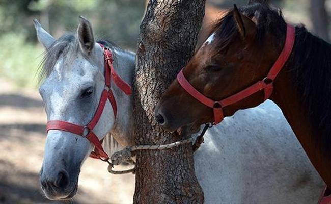 In Istanbul's Princes' Islands, over 500 carriage horses die in a year due  to abuse, heat, overloaded carriages and exhaustion – Straight from the  Horse's Heart