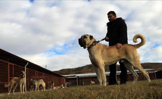 Turkish large outlet dog breed