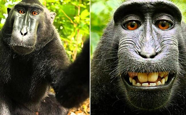 Selfie monkeys' are now endangered because people can't stop