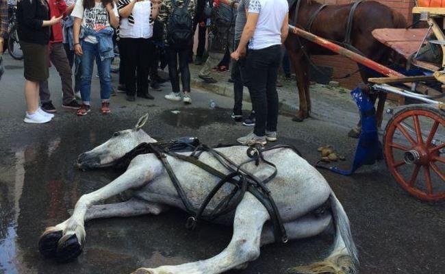 In Istanbul's Princes' Islands, over 500 carriage horses die in a year due  to abuse, heat, overloaded carriages and exhaustion – Straight from the  Horse's Heart