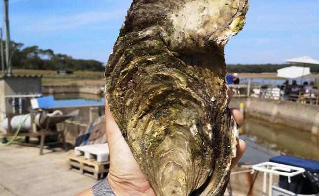 Giant oyster hotsell