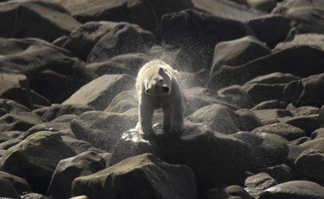 Polar bears vanishing from 'polar bear capital of the world' in Canada, Canada