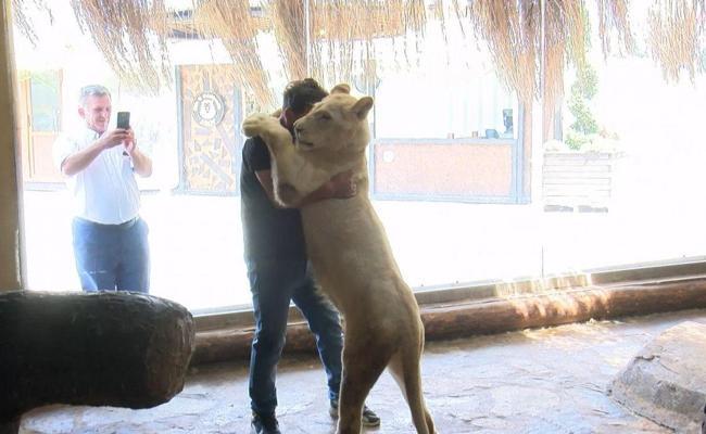 German Shepherd Adopts Lion Cubs After They're Rejected By