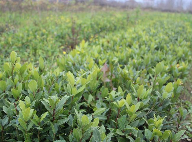 Türkiye caters to 90 pct of world’s bay leaf needs