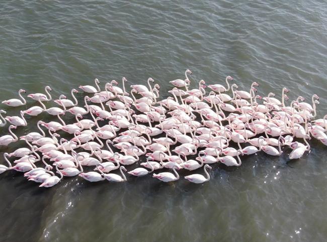 Flamingos boost ecotourism in Gulf of İzmit