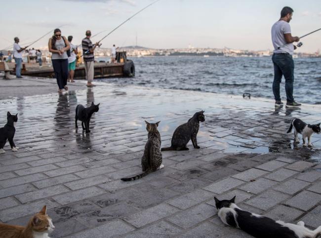 Cats meow more frequently to male owners, Turkish study finds