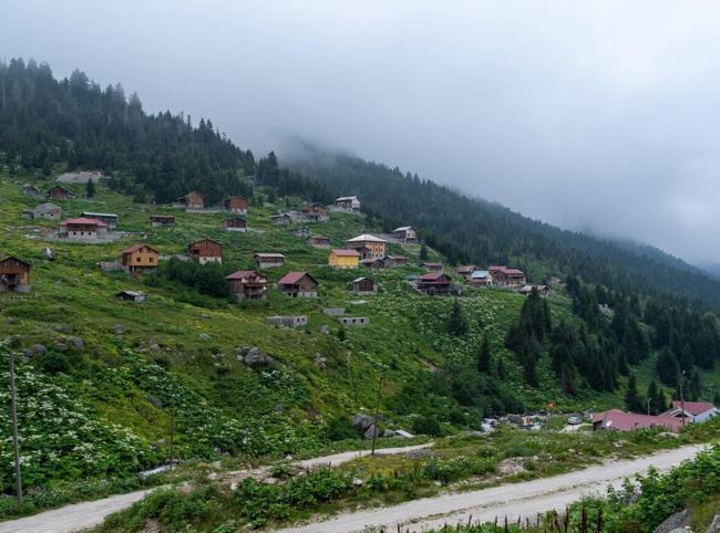 Black Sea steps up forest renewal as climate change hits iconic woodlands
