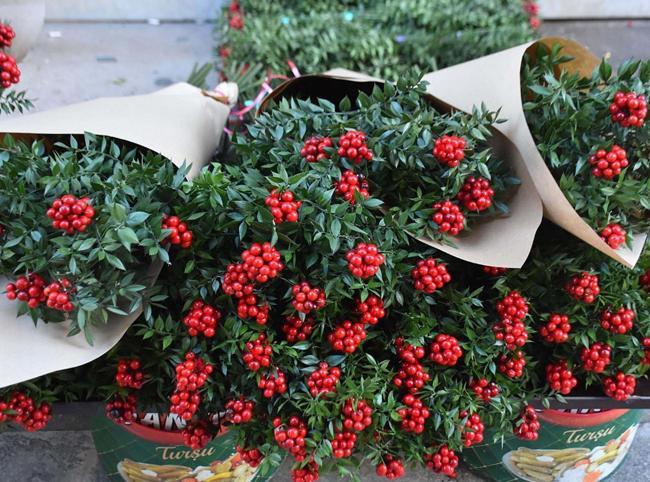 ‘Butchers broom’ bouquets fill Istanbul markets ahead of New Year