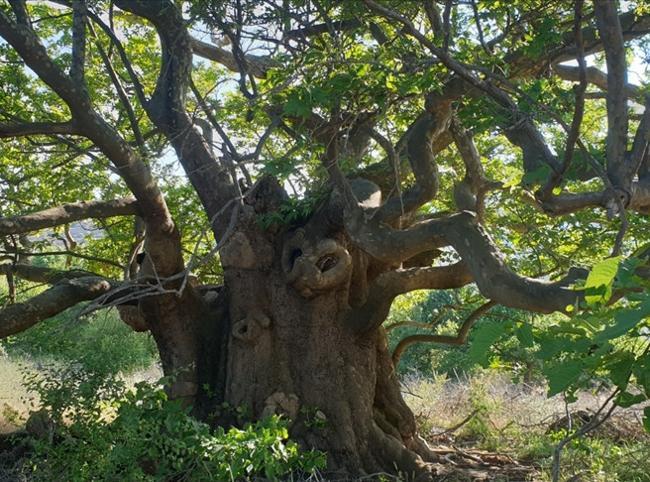 Türkiye protects 10,503 monumental trees and 319 caves nationwide