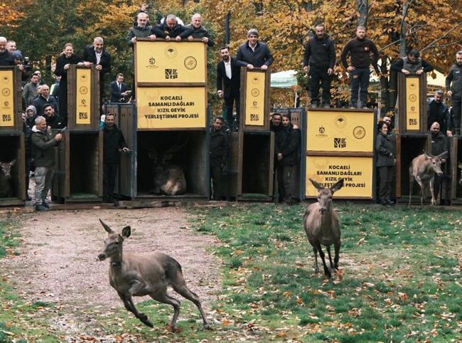 Endangered red deer bred in Istanbul as part of conservation drive