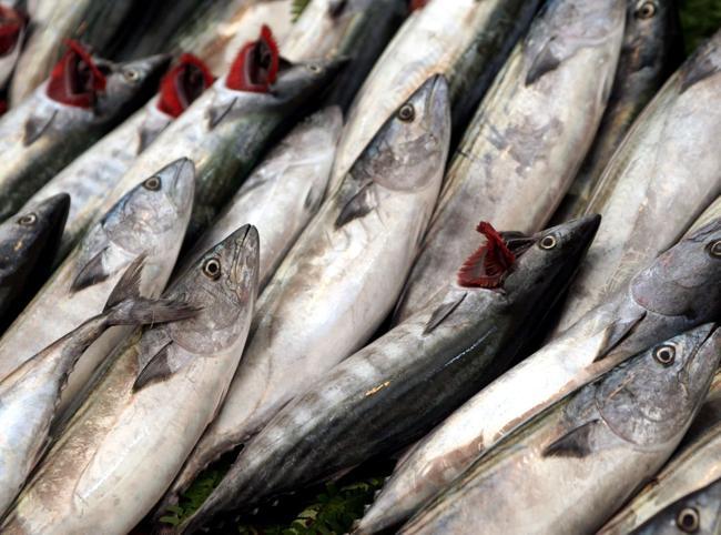 Türkiye hits all-time high in fisheries production