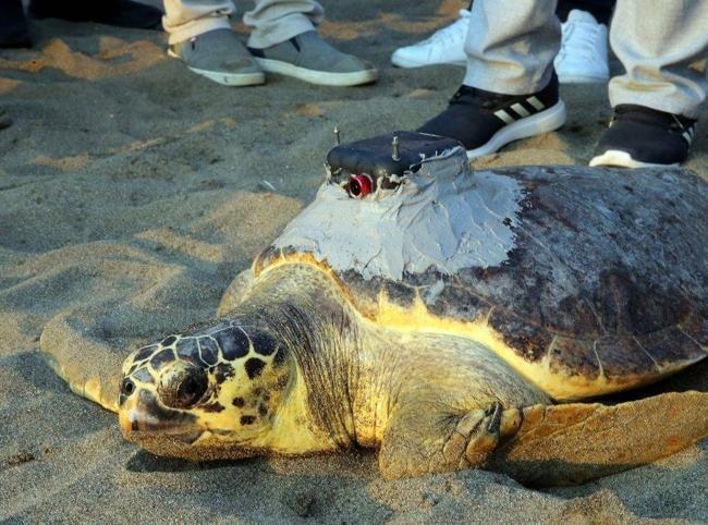 Loggerhead ‘Tuba’ once again in Aegean, Mediterranean waters