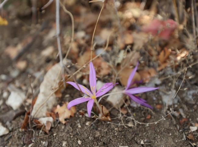 Ancient cities in Antalya showcase rare endemic plants to visitors