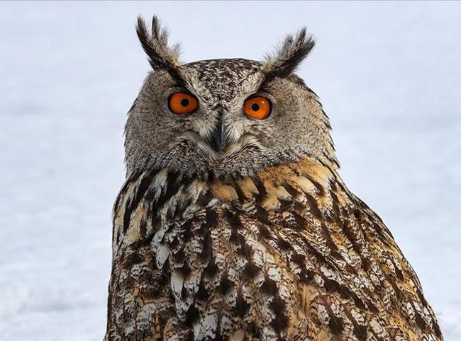 Türkiye released 11,000 rehabilitated wild animals back into nature in 2025