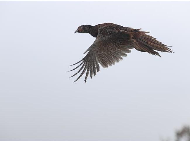 Wildlife authority returns 11,000 rehabilitated animals to nature in 2025