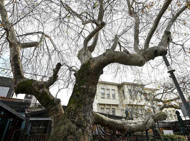 Istanbul’s monumental trees stand through centuries