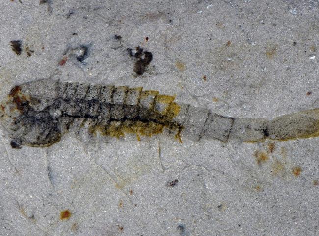 Extraordinary trove of ancient species found in China quarry