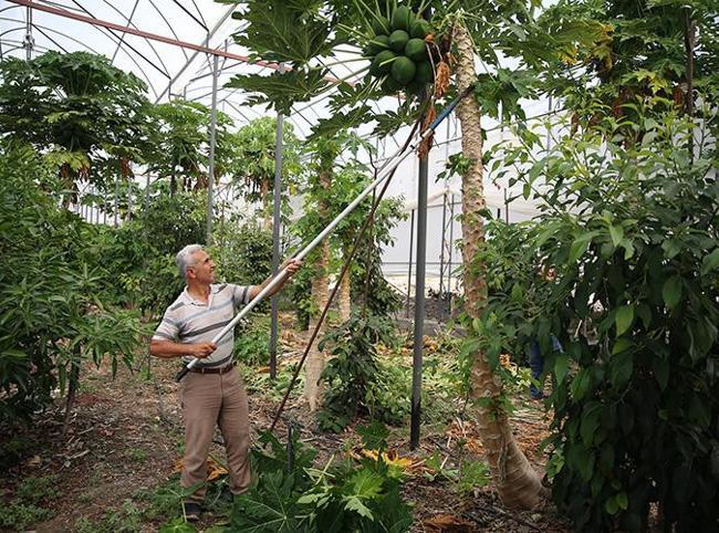 Alanya to train tropical fruit growers on sustainable practices