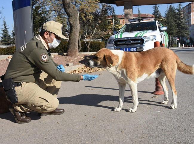 Türkiye collects 75 pct of stray animals, minister says