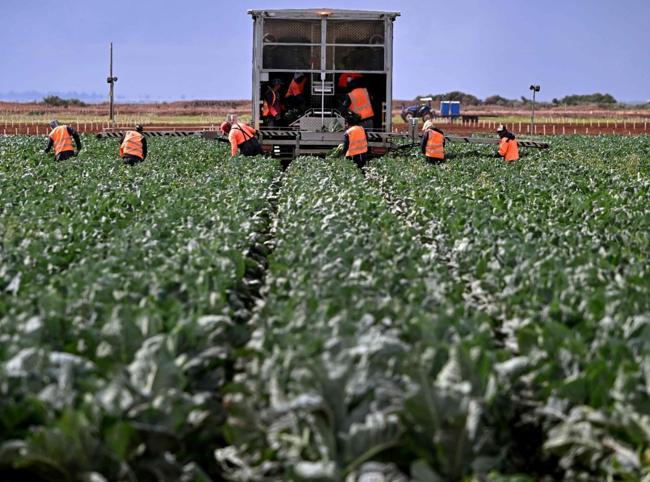 Iran war drives food price pressures in Türkiye and globally