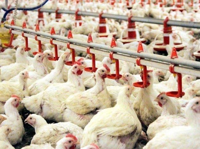Stricter inspections rolled out in Türkiye as bird flu cases rise in Europe