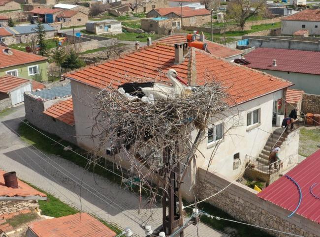 Villagers monitor storks via camera
