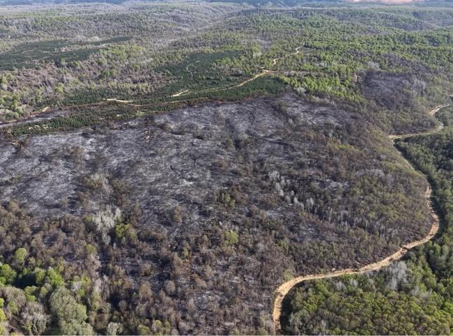 Türkiye steps up forest fire preparedness as risk season approaches