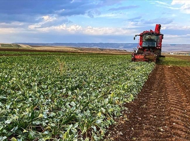 Mixed outlook for Turkish farmers following last year’s frost