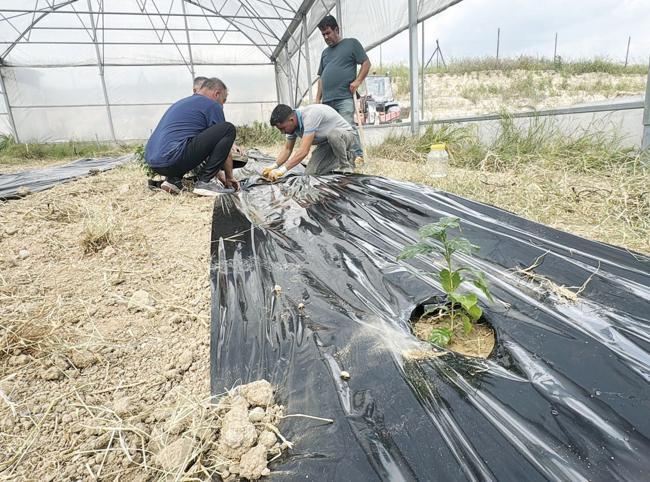 Entrepreneur begins coffee cultivation trials in Adana