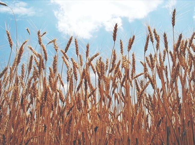 Australia says wheat crop set to plunge