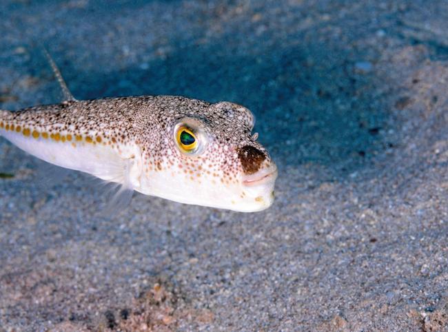 Invasive species become permanent residents in Mediterranean