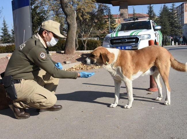 Türkiye plans to remove stray dogs from streets by year-end