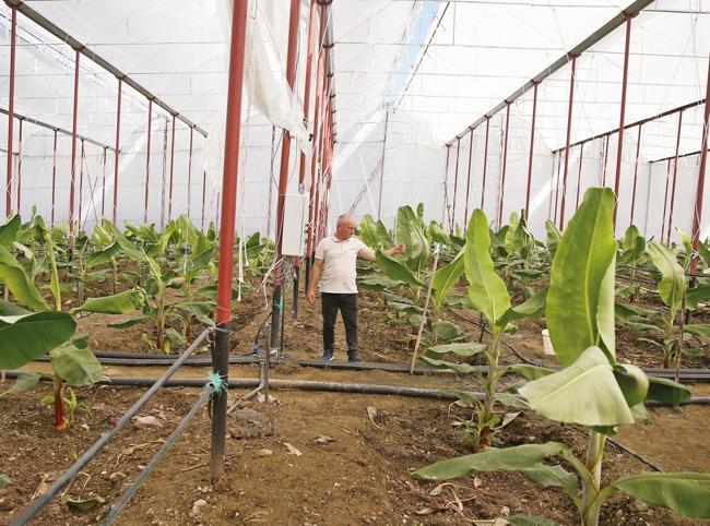 Alanya’s fruit growers pivot to smart farming