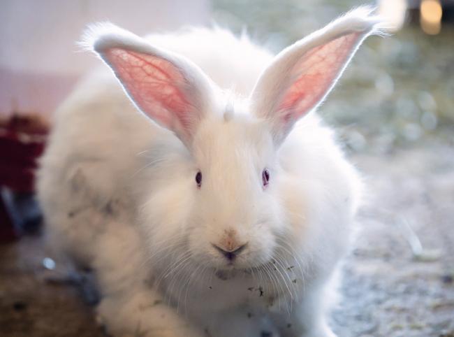 Protected Angora rabbits receive special care in Ankara