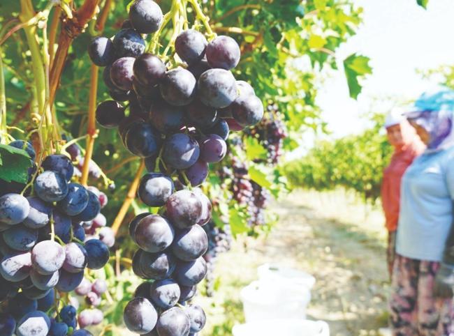 Turkish produce exports hit $2 billion mark in first half