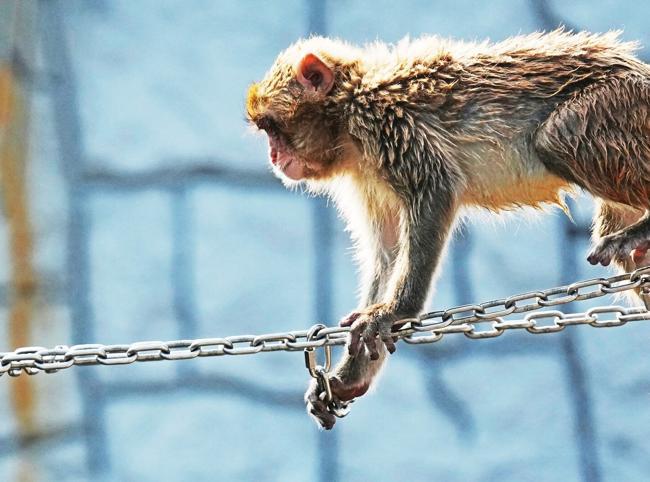 Japan’s monkey sensation Punch celebrates birthday