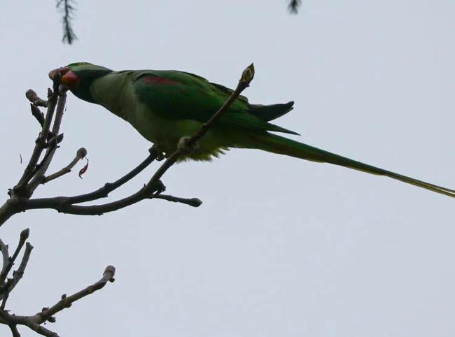 Invasive birds threaten native species in Istanbul