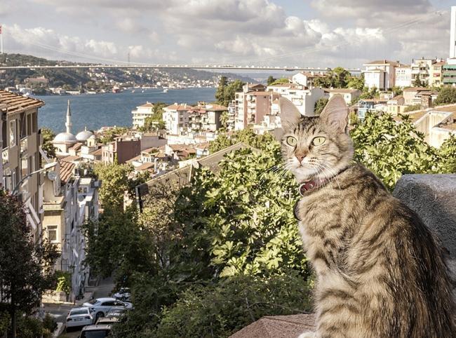 Istanbul’s street cats leave their paw prints on daily life