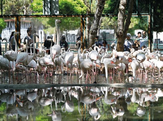 Gaziantep Wildlife Park’s flamingo population reaches 52