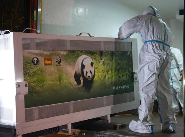China sends two giant pandas to US