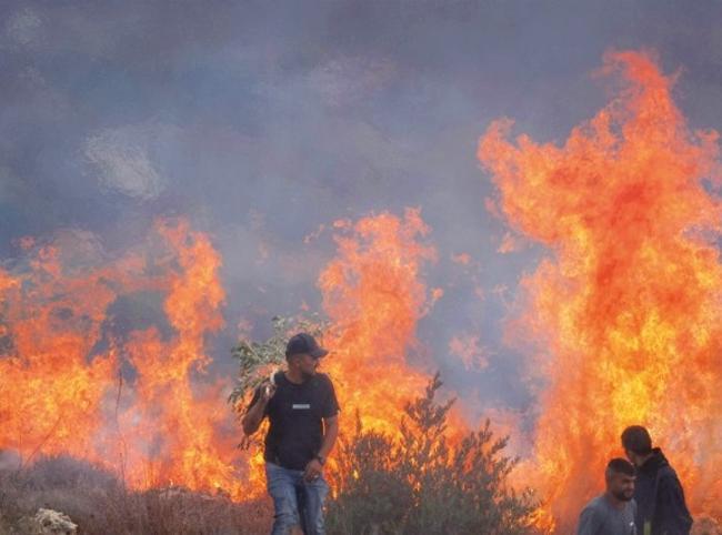 Israeli forces help settlers seize West Bank olive