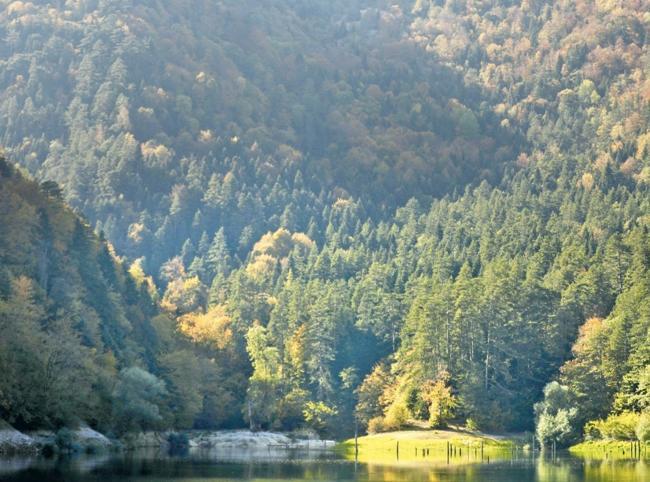 Türkiye adds 12,000 hectares to forest conservation network