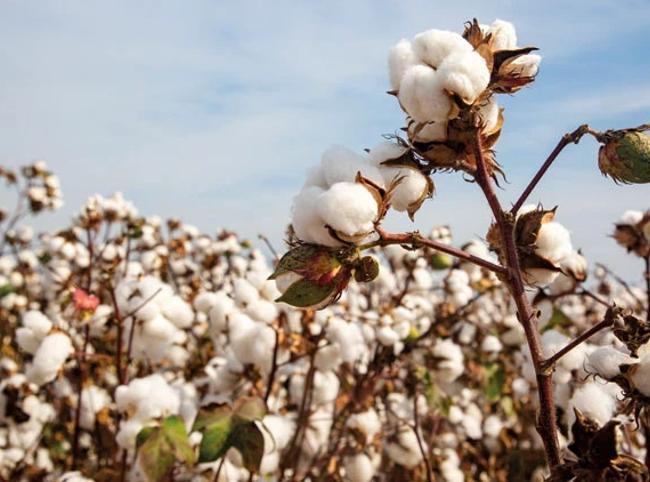 Türkiye’s cotton output squeezed by rising costs
