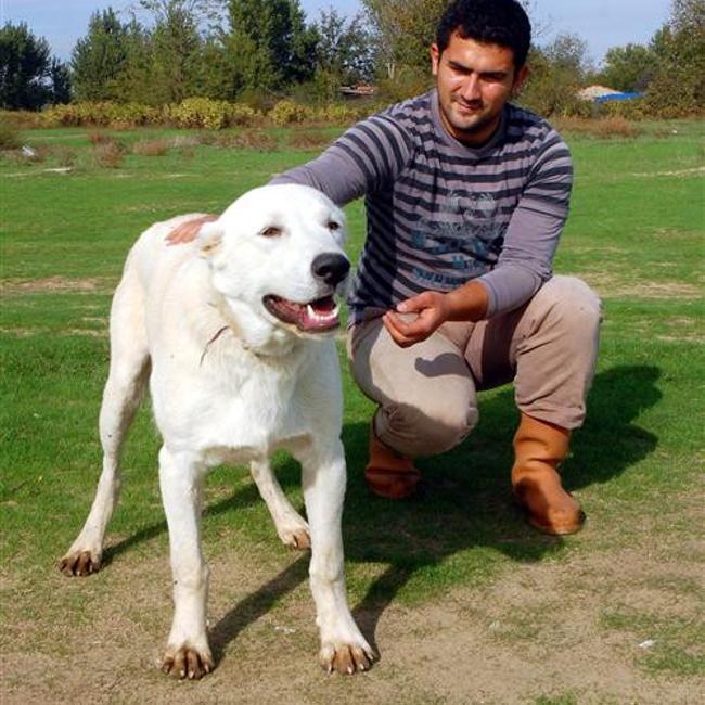 Akbash Turkish shepherd dogs ready for world launch