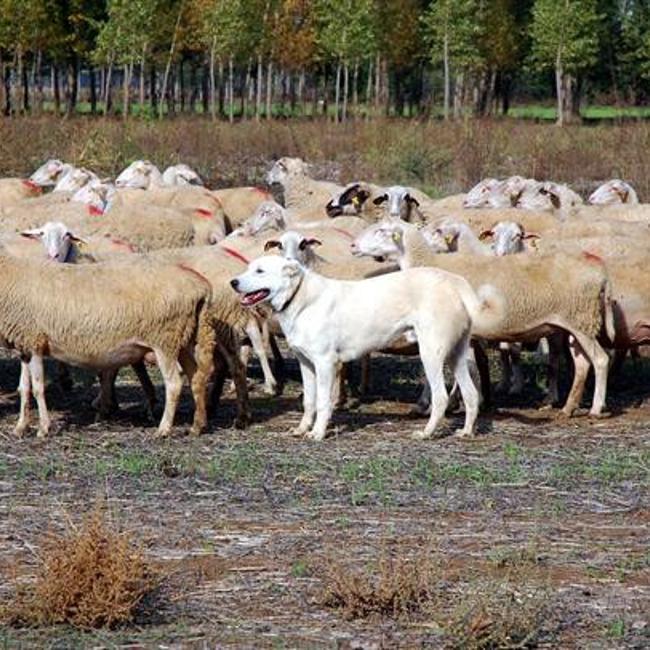 Akbash Turkish shepherd dogs ready for world launch