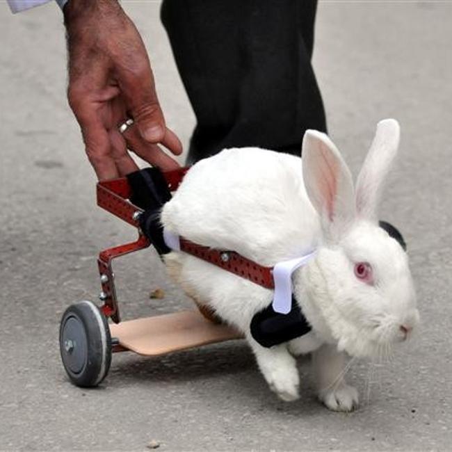 Turkish orthopedics company helps disabled animals