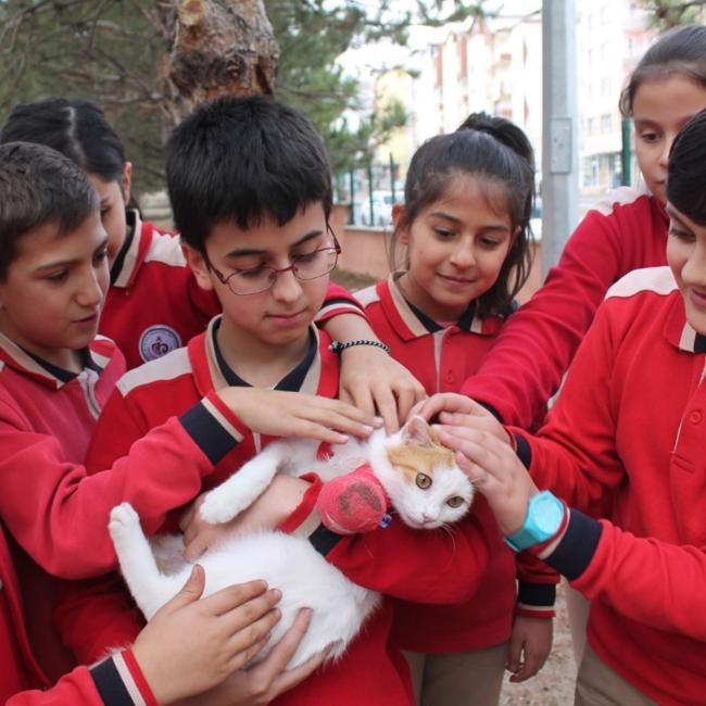 Cat With A Broken Leg Adopted By Teachers cat-with-a-broken-leg-adopted-by-teachers