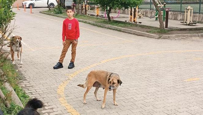 Köy okulu öğrencisinden köpek kaçıran ayakkabı