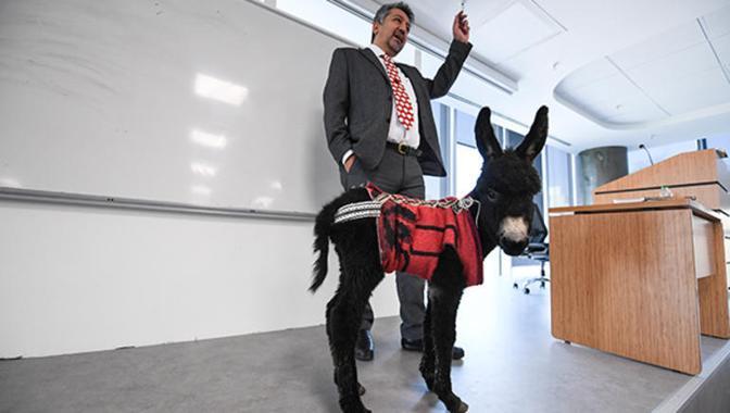 Colt becomes latest classmate in animal rights course in Istanbul law faculty